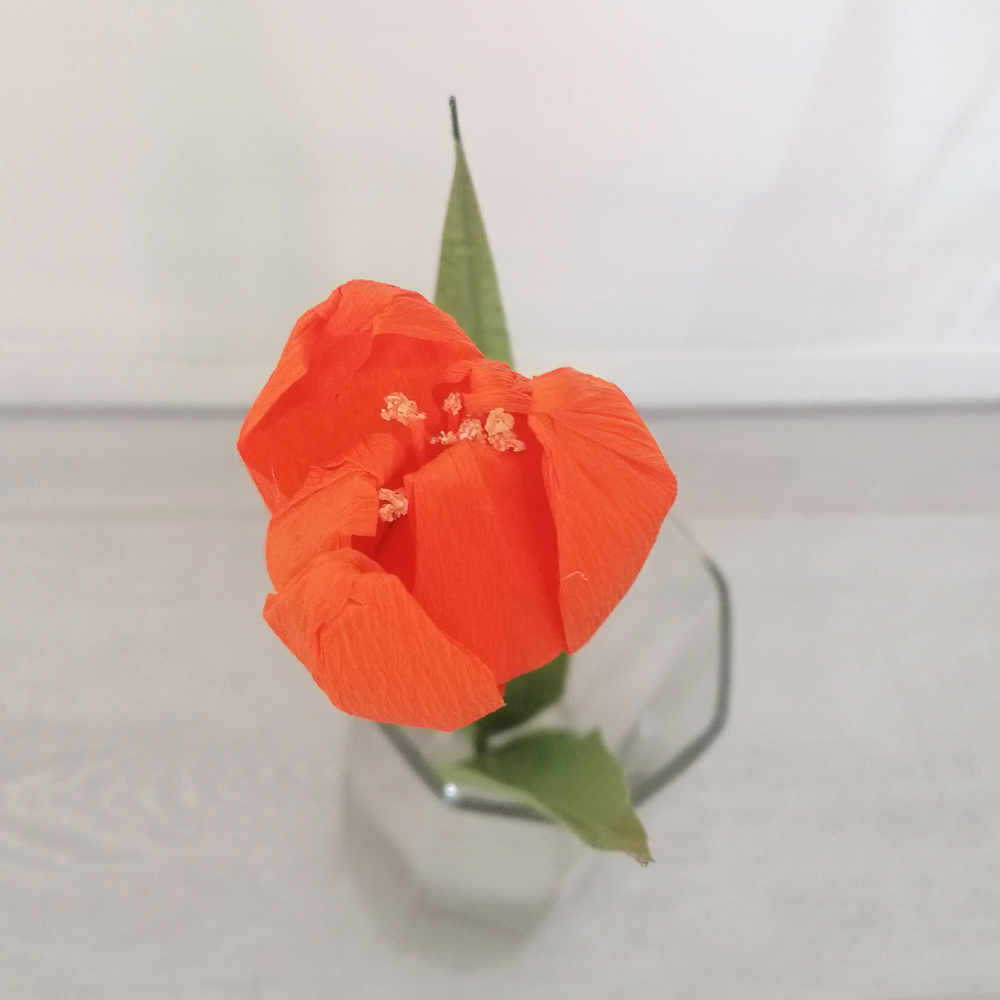 Flower bloom tulipano arancio - immagine 3
