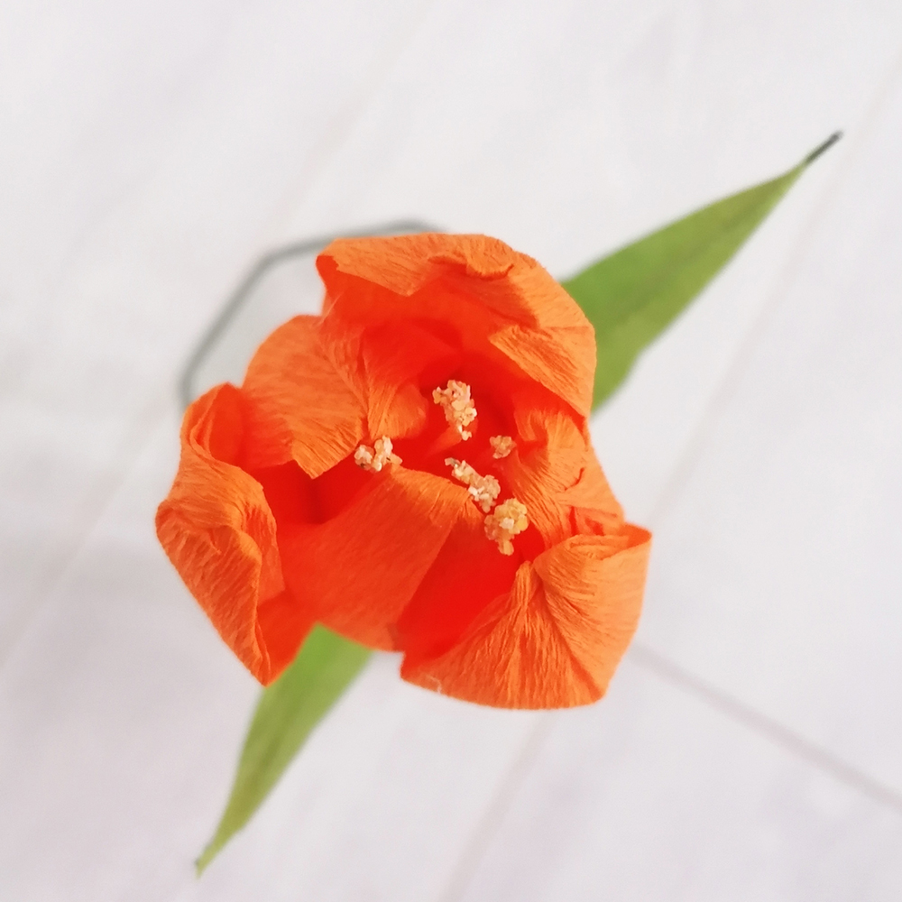 Flower bloom tulipano arancio - immagine 2